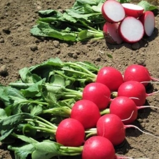 Редис Мелито F1 (прециз. семена) - ООО «Семена Тут»