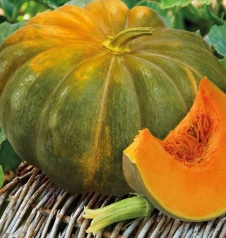 Тыква мускатная Мускадэ Агро - ООО «Семена Тут»