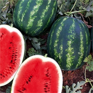 Арбуз Тамерлан F1 - ООО «Семена Тут»