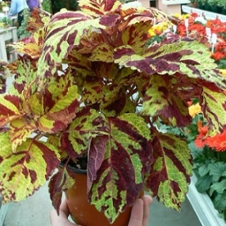 img-1: Колеус Файрвей Мозаик [1000 шт] - ООО «Семена Тут»