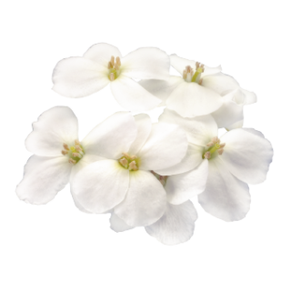 img-1: Арабис кавказский Кэтвок Вайт [1000 драже] - ООО «Семена Тут»