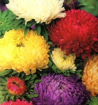 img-0: Астра Дюшес микс [5 гр] - ООО «Семена Тут»