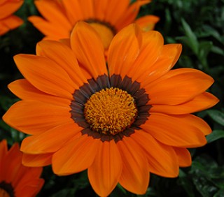 img-0: Газания Энорма Оранж Виз Ринг [1000 шт] - ООО «Семена Тут»