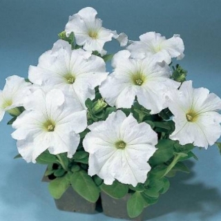 Петуния грандифлора Фалькон Вайт  [1000 драже] - ООО «Семена Тут»