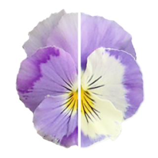 img-0: Виола ампельная Хайфлайер F1 Лайт Виолет Шейдес [100 шт] - ООО «Семена Тут»