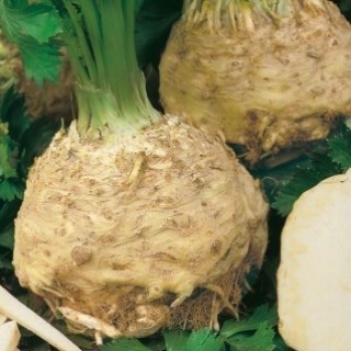 Сельдерей Грибовский корневой - ООО «Семена Тут»