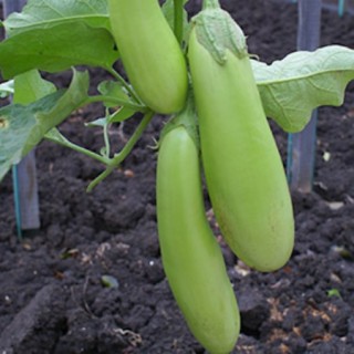 img-0: Баклажан Изумрудные Подвески - ООО «Семена Тут»