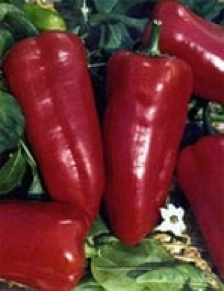 img-1: Перец Сибирский князь - ООО «Семена Тут»