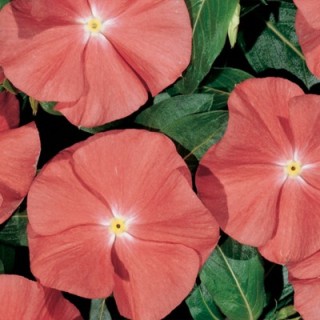 Катарантус Хитвэйв Санта Фе [1000 шт] - ООО «Семена Тут»