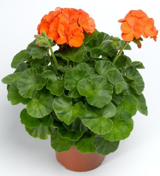 img-1: Пеларгония зональная Пинто Премиум Оранж [1000 шт] - ООО «Семена Тут»