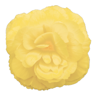 img-0: Бегония клубневая Нонстоп Лемон [1000 драже] - ООО «Семена Тут»