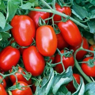 img-0: Томат Ретана F1 - ООО «Семена Тут»