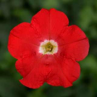 img-0: Петуния миллифлора Флэш Форвард Ред [1000 драже] - ООО «Семена Тут»