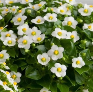 img-1: Экзакум Принцесса Вайт [500 драже] - ООО «Семена Тут»