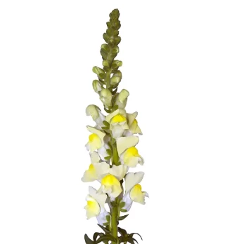 img-1: Львиный зев Орлеан F1 (группа 3,4) Еллоу [1000 шт] - ООО «Семена Тут»