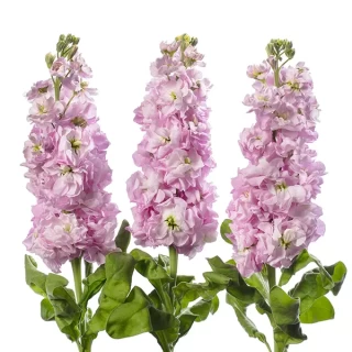 img-0: Маттиола Джордин Черри Блоссом [100 шт] - ООО «Семена Тут»