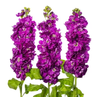 img-0: Маттиола Джордин Дип Блю [100 шт] - ООО «Семена Тут»