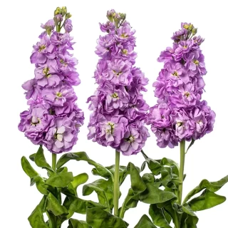 img-0: Маттиола Джордин Лавендер [100 шт] - ООО «Семена Тут»