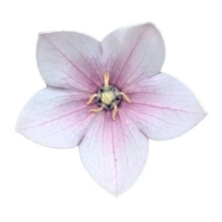 img-0: Платикодон Астра Пинк [100 шт] - ООО «Семена Тут»