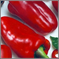 Перец сладкий Кореновский - ООО «Семена Тут»
