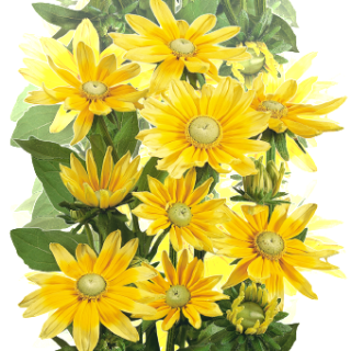 img-1: Рудбекия Прейри Сан [1000 драже] - ООО «Семена Тут»