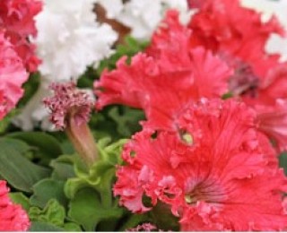 img-1: Петуния грандифлора Афродита красная [1000 драже] - ООО «Семена Тут»