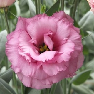 img-0: Эустома Арена 3 Роуз [500 драже] - ООО «Семена Тут»