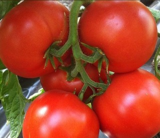 img-0: Томат Агилис F1 - ООО «Семена Тут»