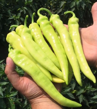 Перец острый Ангара F1 - ООО «Семена Тут»