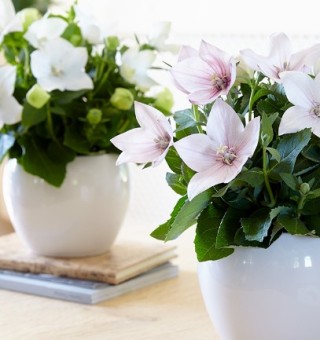 img-1: Платикодон Астра Лайт Пинк [1000 шт] - ООО «Семена Тут»