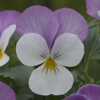 img-0: Виола рогатая Флорал Пауэр F1 Вайт Роуз Винг [1000 шт] - ООО «Семена Тут»