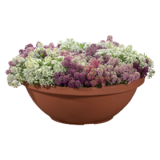 img-1: Алиссум Вондерленд Микс [1000 шт] - ООО «Семена Тут»