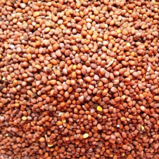 img-1: Редька масличная Альфа - ООО «Семена Тут»