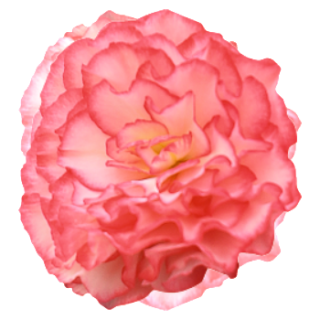 img-0: Бегония клубневая Нонстоп Роуз Пикоти [100 драже] - ООО «Семена Тут»