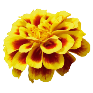 img-1: Бархатцы отклоненные Сафари Еллоу Файр [1000 шт] - ООО «Семена Тут»