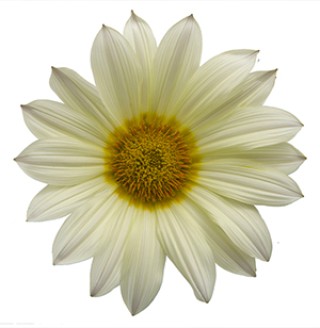 img-1: Газания Энорма Ванилла [1000 шт] - ООО «Семена Тут»