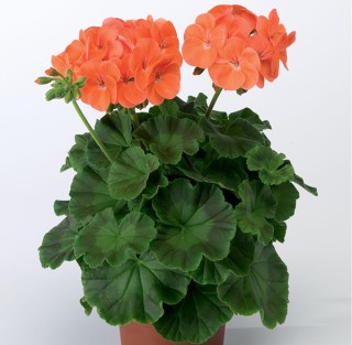 img-1: Пеларгония зональная Ринго 2000 Салмон [100 шт] - ООО «Семена Тут»