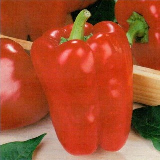 Перец Бандай F1 - ООО «Семена Тут»