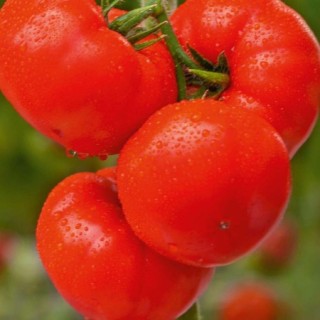 img-0: Томат Баргузин F1 - ООО «Семена Тут»