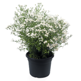 img-2: Тысячелистник птармика Маршмэллоу [1000 драже] - ООО «Семена Тут»