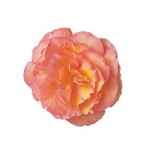 Бегония клубневая Фортун Пич шейдс [1000 драже] - ООО «Семена Тут»