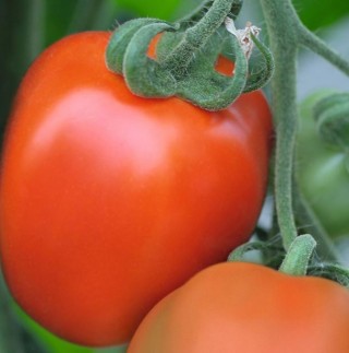 Томат Бенито F1 - ООО «Семена Тут»