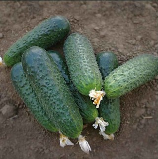 img-1: Огурец Беттина F1 - ООО «Семена Тут»