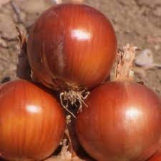 Лук репчатый Талисман F1 - ООО «Семена Тут»