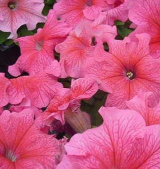 Петуния грандифлора Фалькон Блаш Пинк - ООО «Семена Тут»