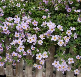 img-1: Бакопа Блютопия [100 м/драже] - ООО «Семена Тут»