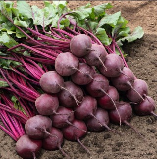 Свекла Бреско F1 [фракция: 4.0 - 4.5 мм] - ООО «Семена Тут»