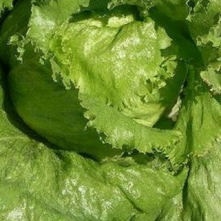 Салат Бриссамар - ООО «Семена Тут»