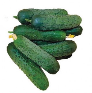 img-0: Огурец Бриз F1 - ООО «Семена Тут»