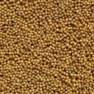 img-1: Горчица белая Луговская - ООО «Семена Тут»